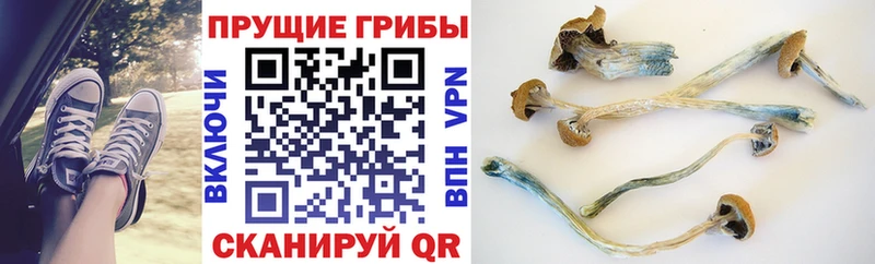 купить  сайты  Надым  Псилоцибиновые грибы прущие грибы 